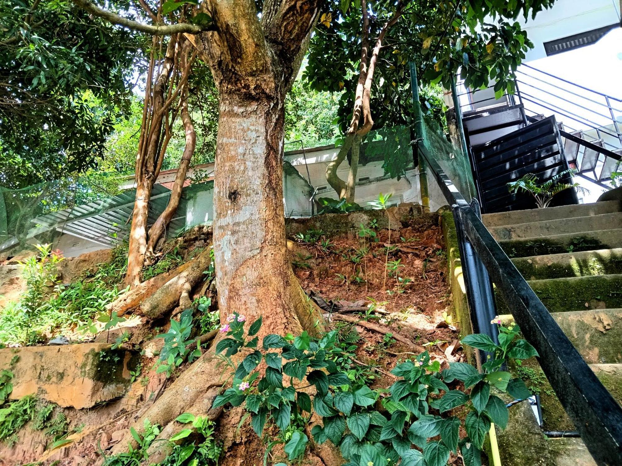 Fly Infinity - Home Stay Kandy Exteriör bild