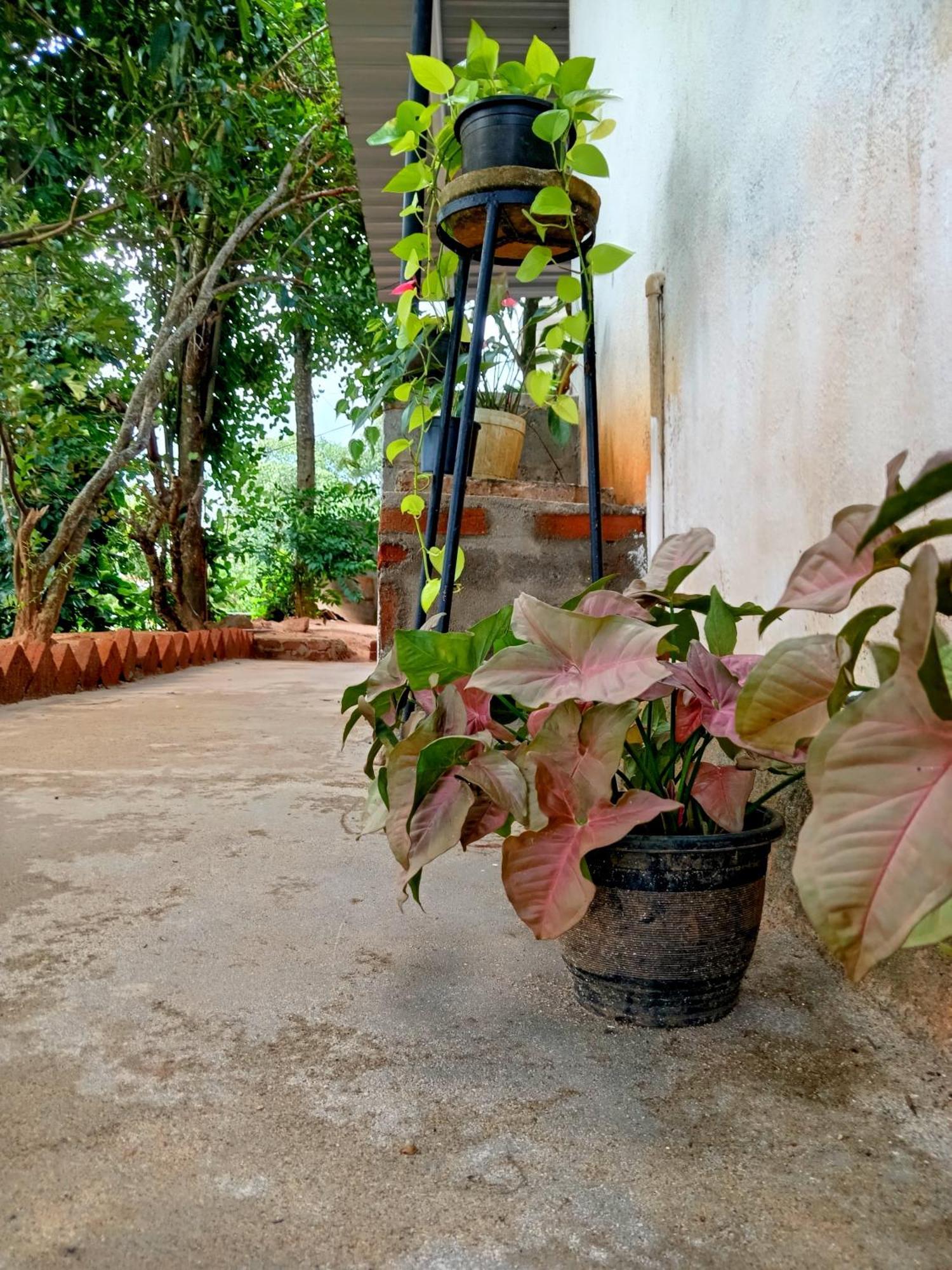 Fly Infinity - Home Stay Kandy Exteriör bild