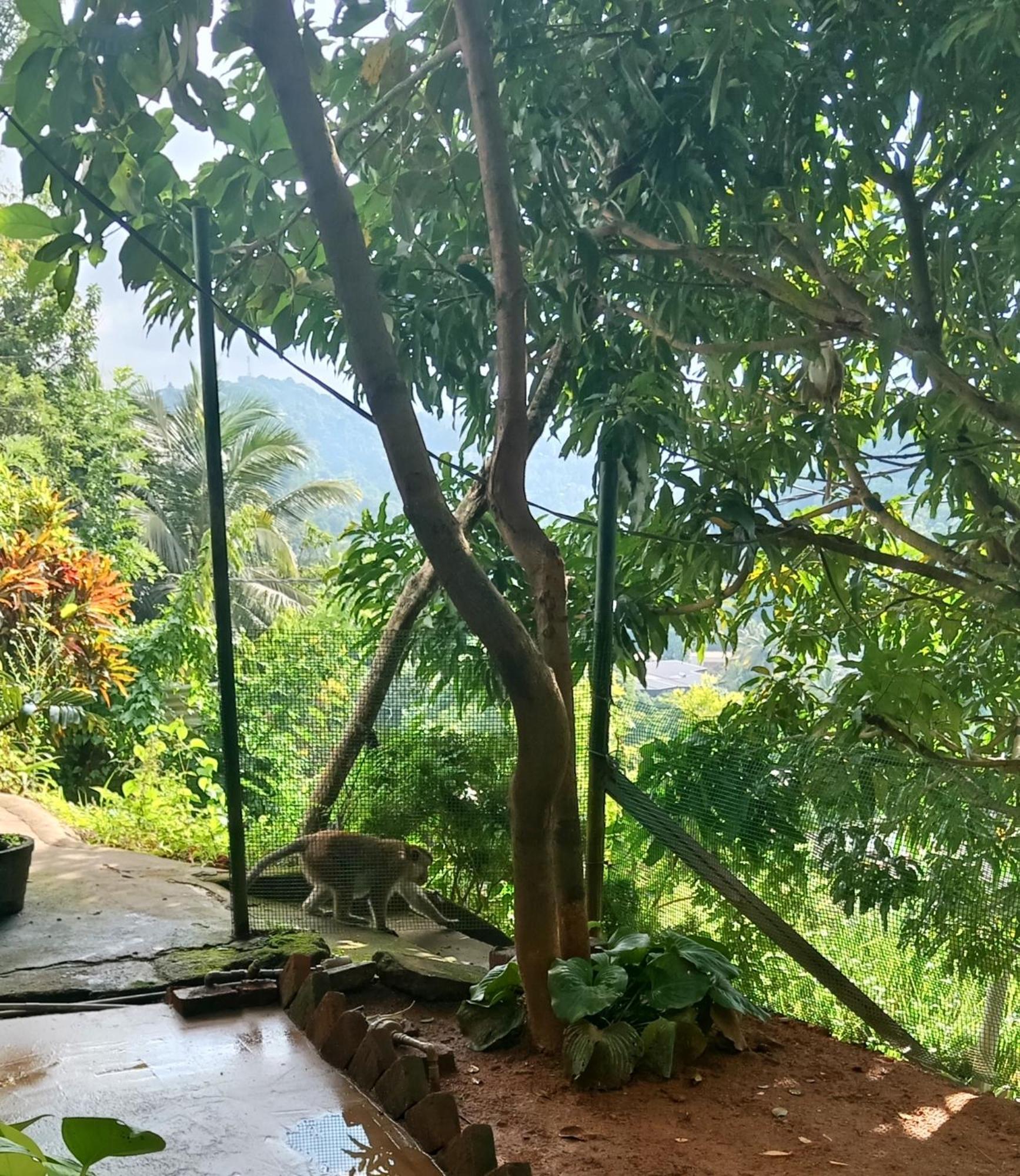 Fly Infinity - Home Stay Kandy Exteriör bild